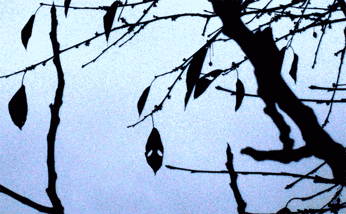 black cherry tree leaves. of cherry tree leaves that