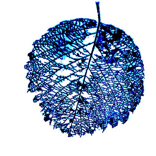 juneberry leaf soft ground etching