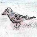 sparrow