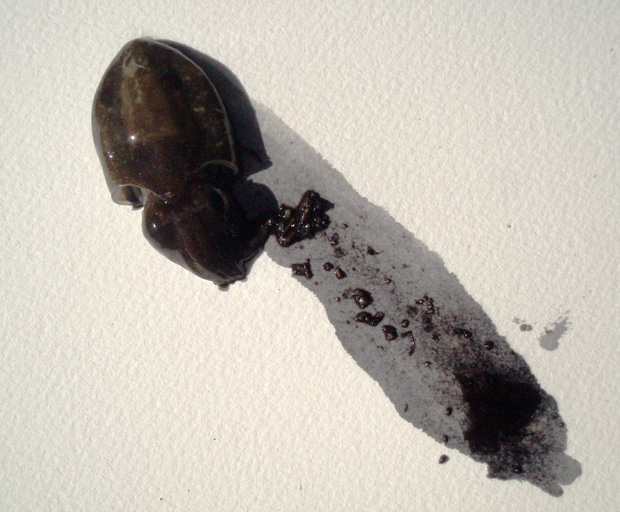 squid ink