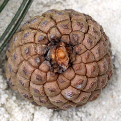 fibonacci pine cone