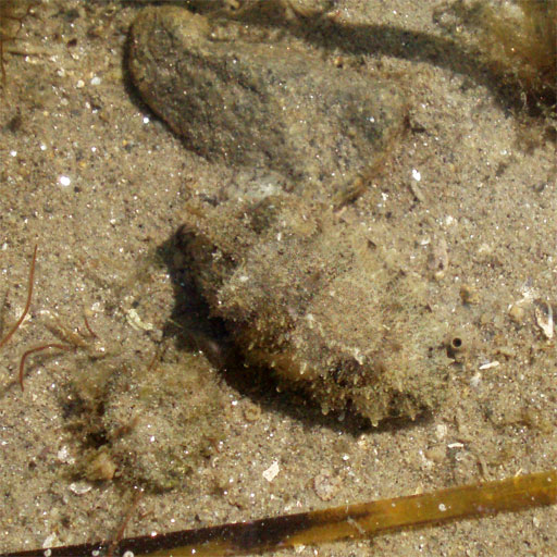 sepia cuttlefish