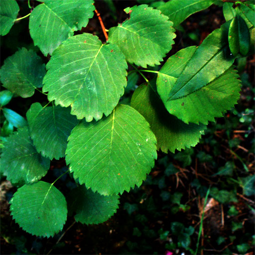 alnifolia berry leaves