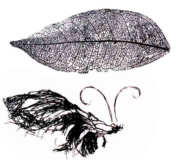 veined leaf art etching