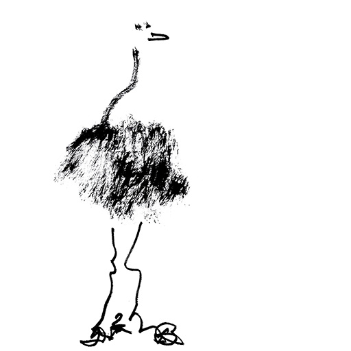 drawing cool birds