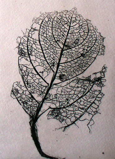 leaf copper plate etching