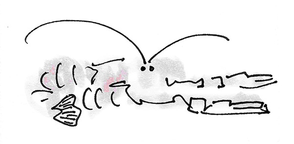 lobster understanding irony