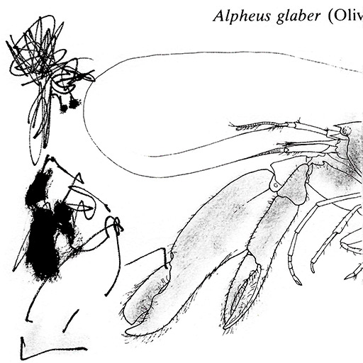 lobsters are successful shrimps