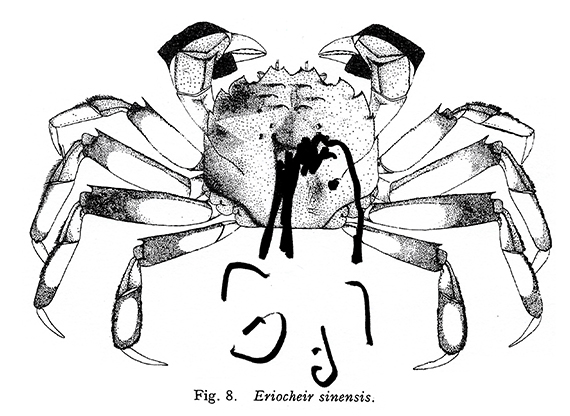visual science