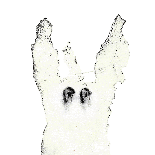 the aesthetic quality of a work is not determined by the motives of the artist internet in art